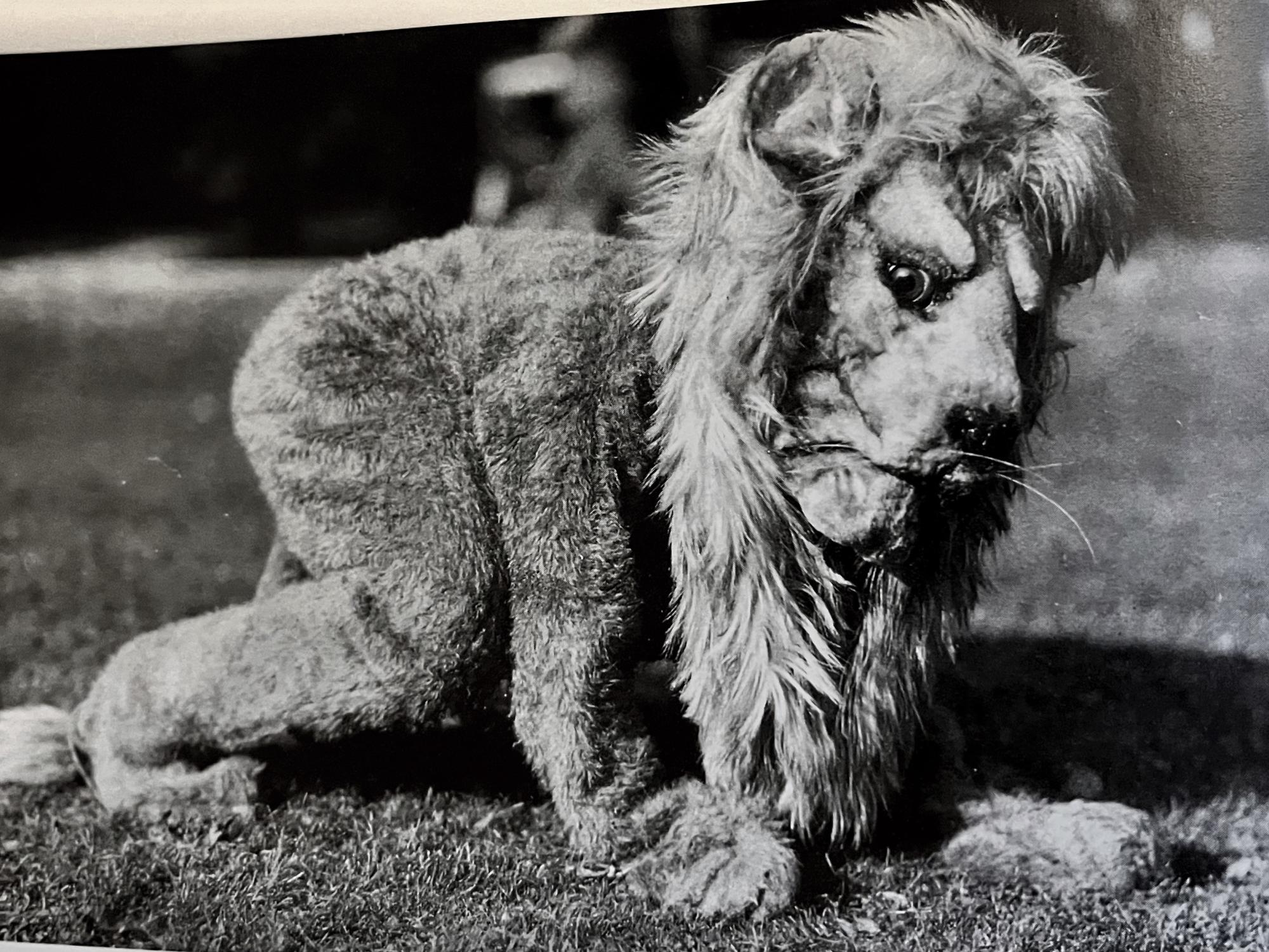 The Nittany Lion mascot in the early 1920s