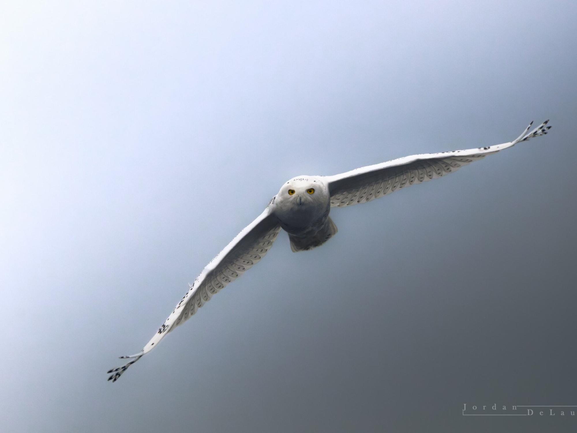 An owl in flight.