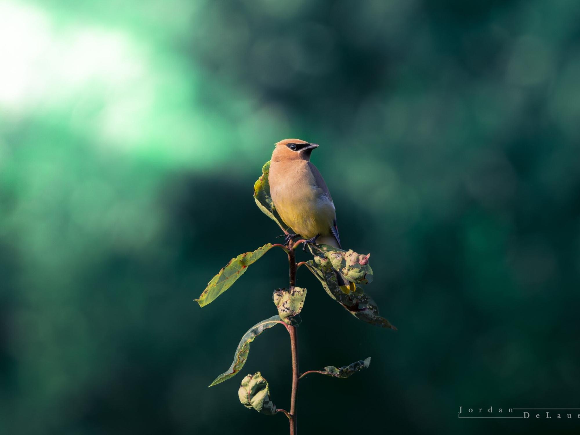 A bird perched on a small plant.