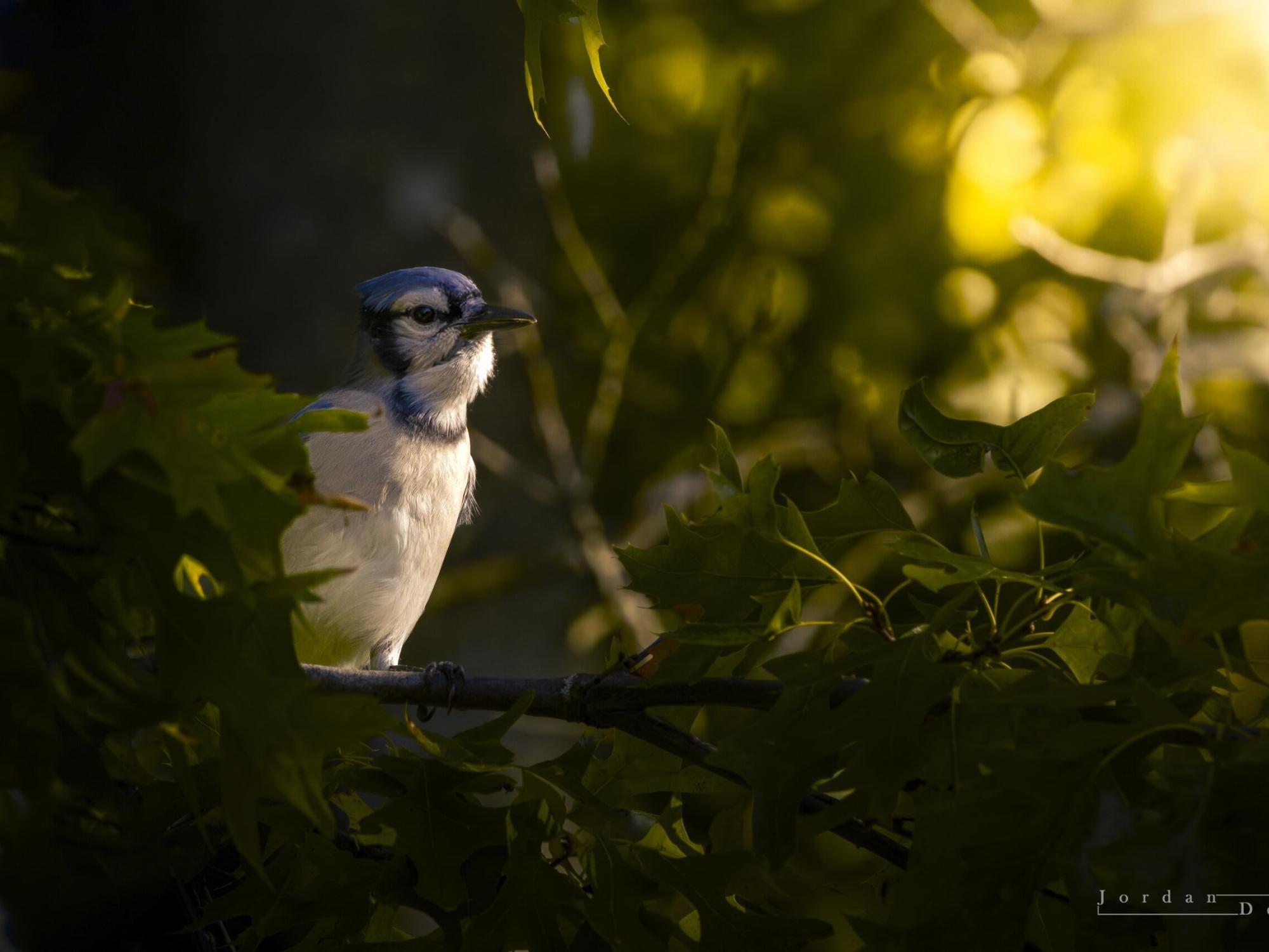 A blue jay rests on a branch.