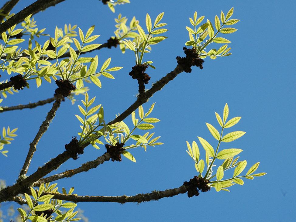 Branches with light green leaves in front of a blue sky