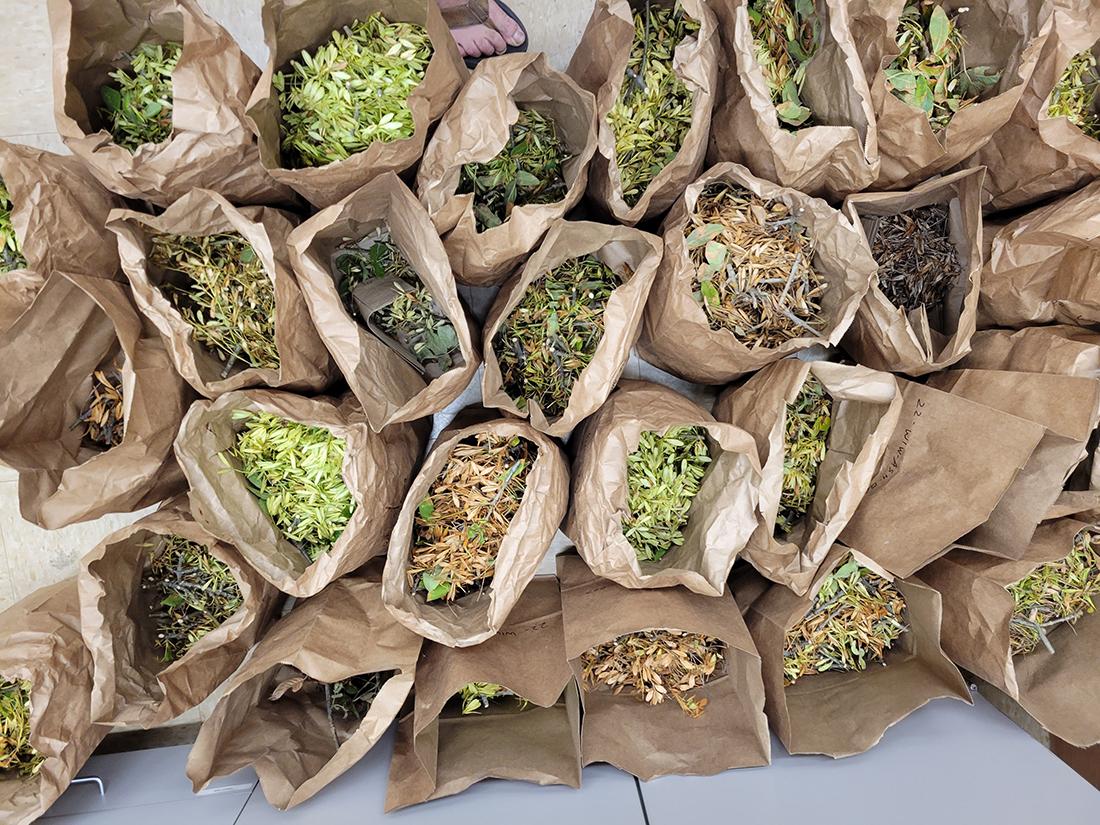 leaves in bags