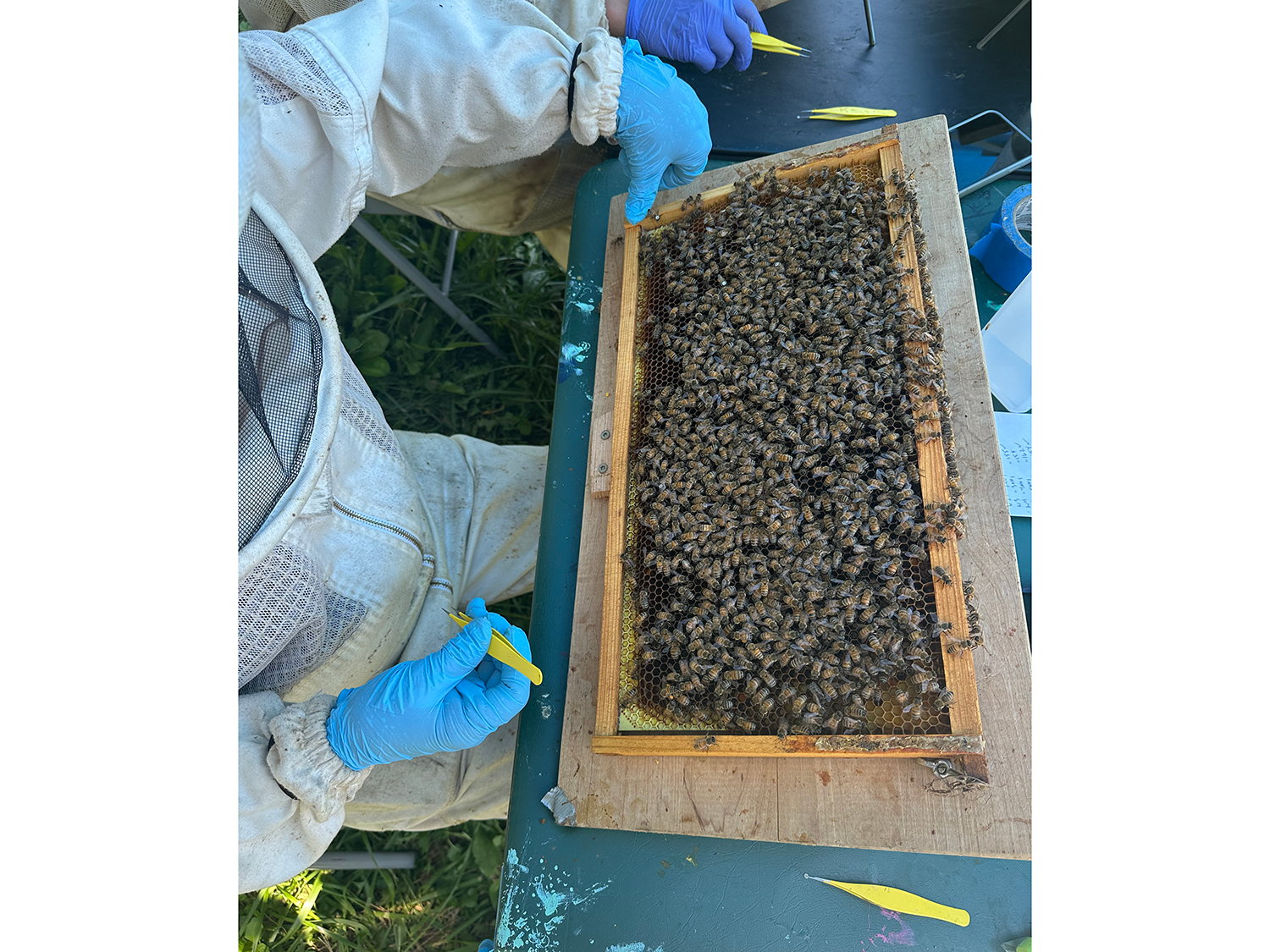 Person in a beekeeping suit sits in front of a frame filled with bees