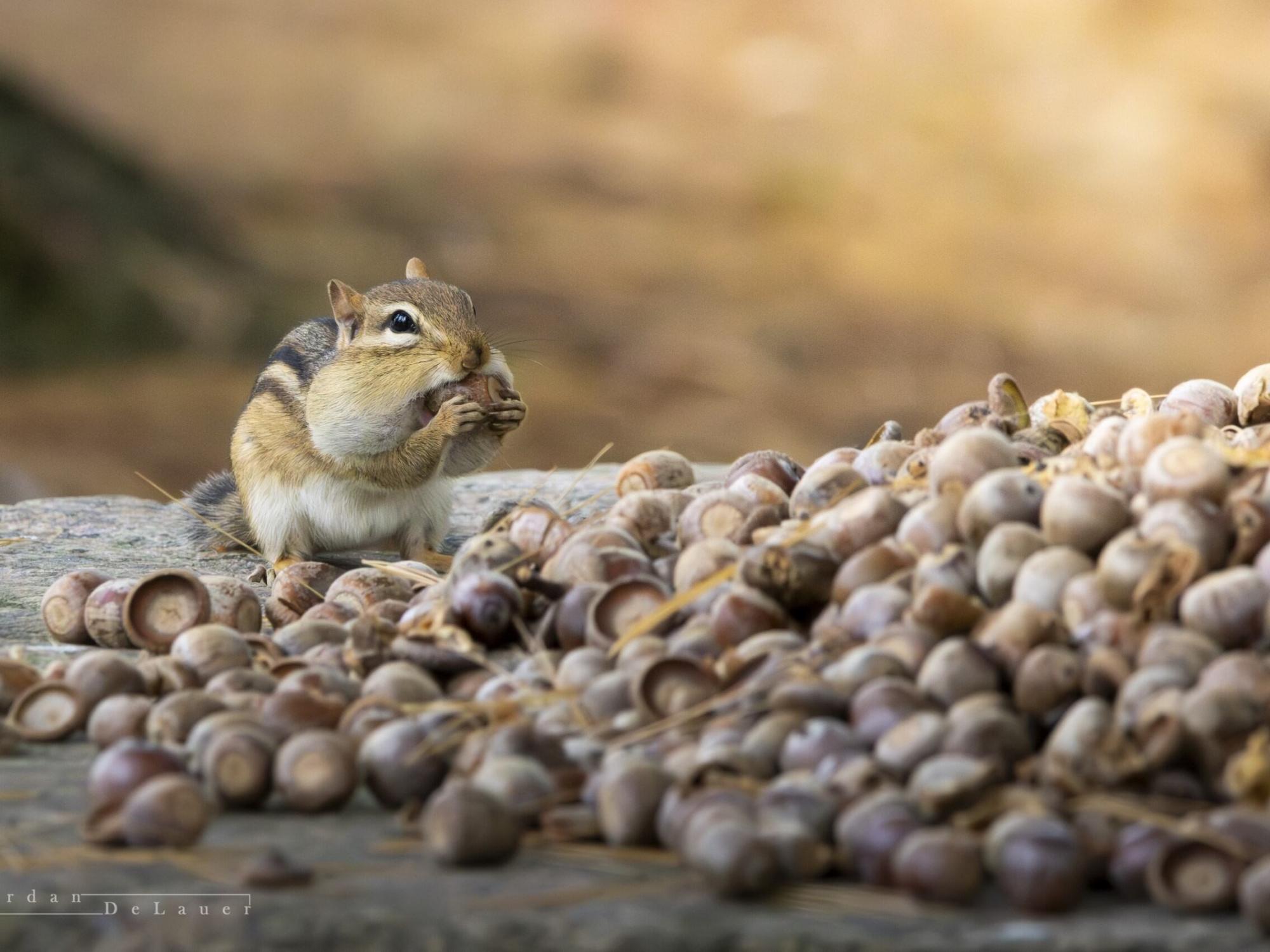 A chipmunk eats acorns on a millstone at Penn State Behrend.