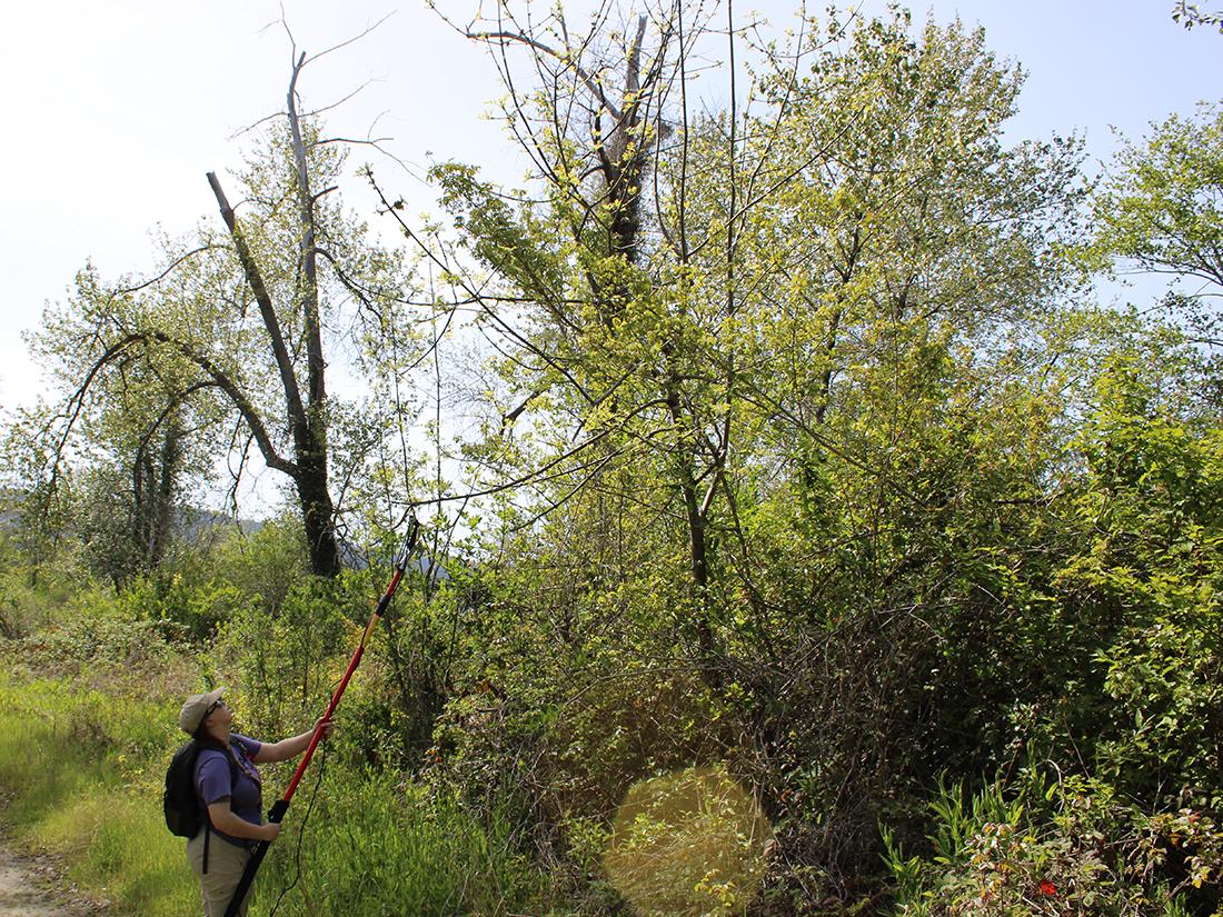Person using extended cutters to trim branch