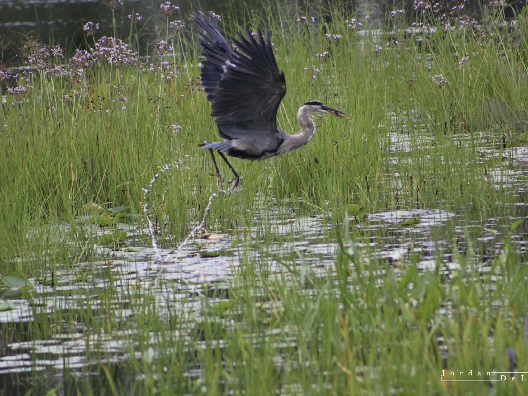 A heron takes flight at Presque Isle State Park.