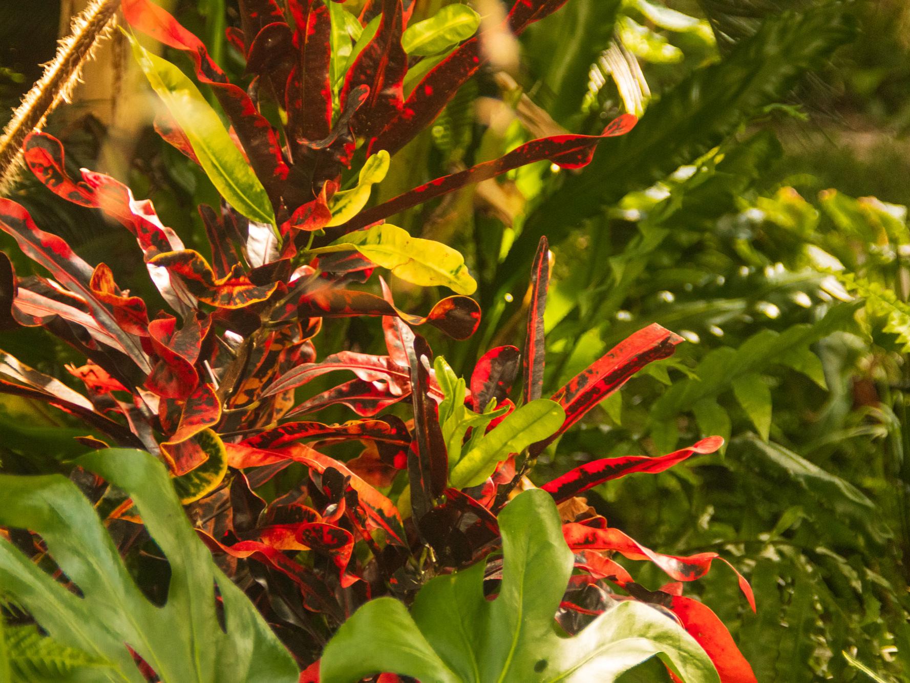The leaves of a tall green and red plant