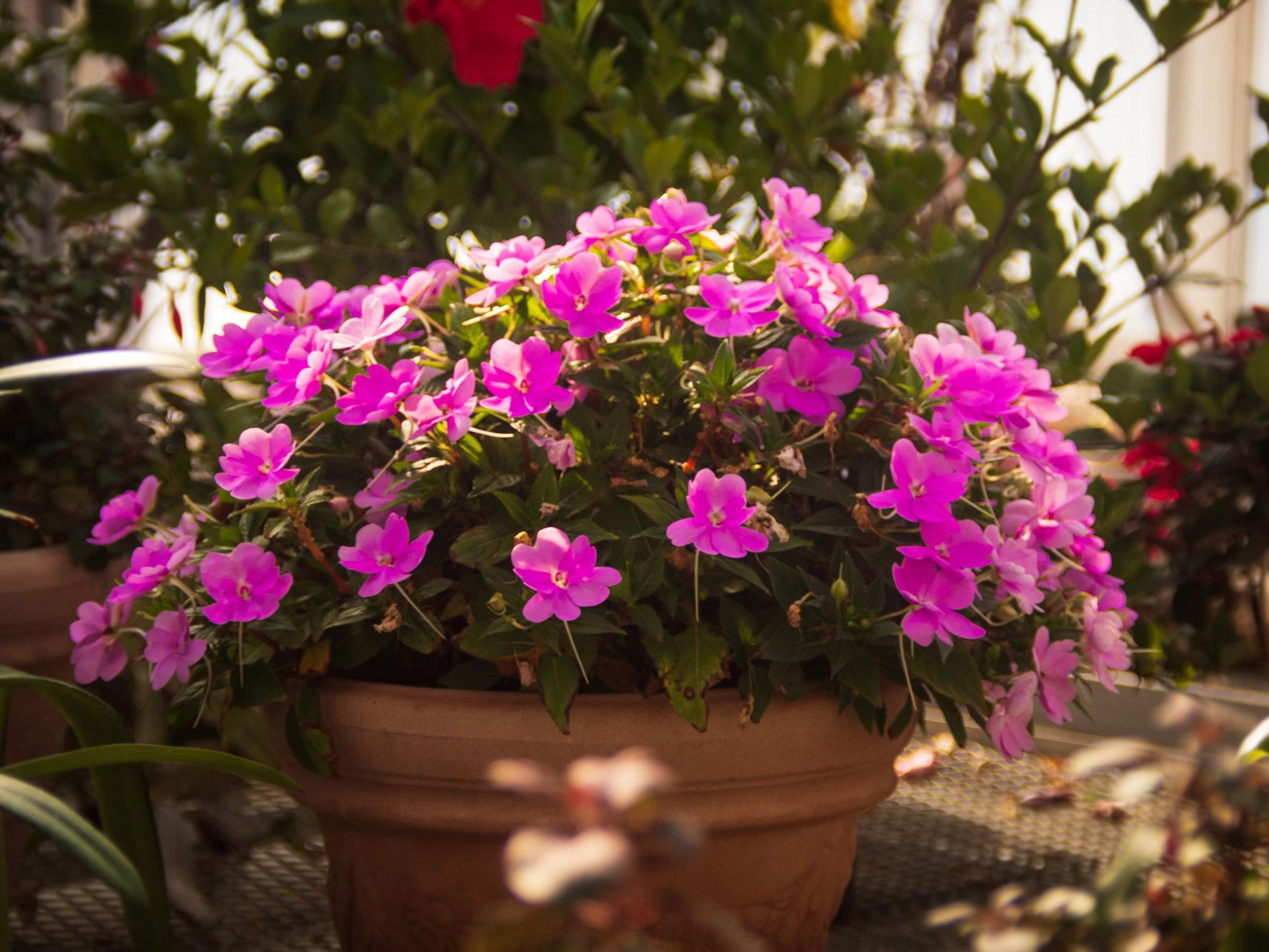 A purple flowering plant in a brown pot