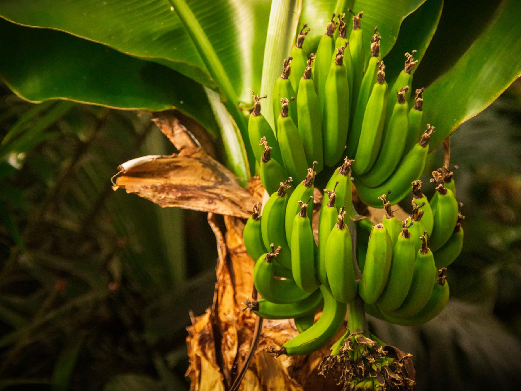 A tree-like plant with green fruits that look like plantains or unripened bananas