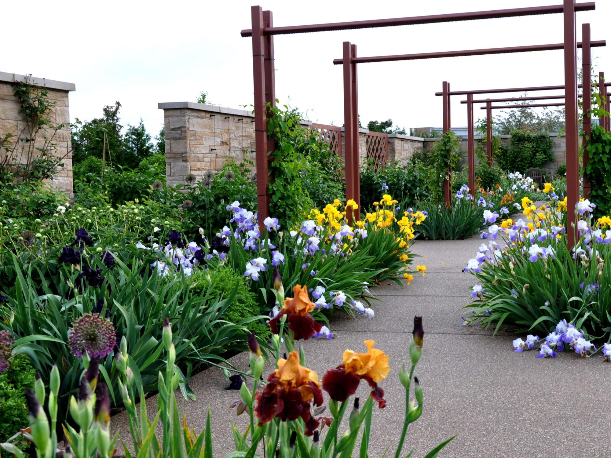 Irisis in bloom under a trellis in a garden.