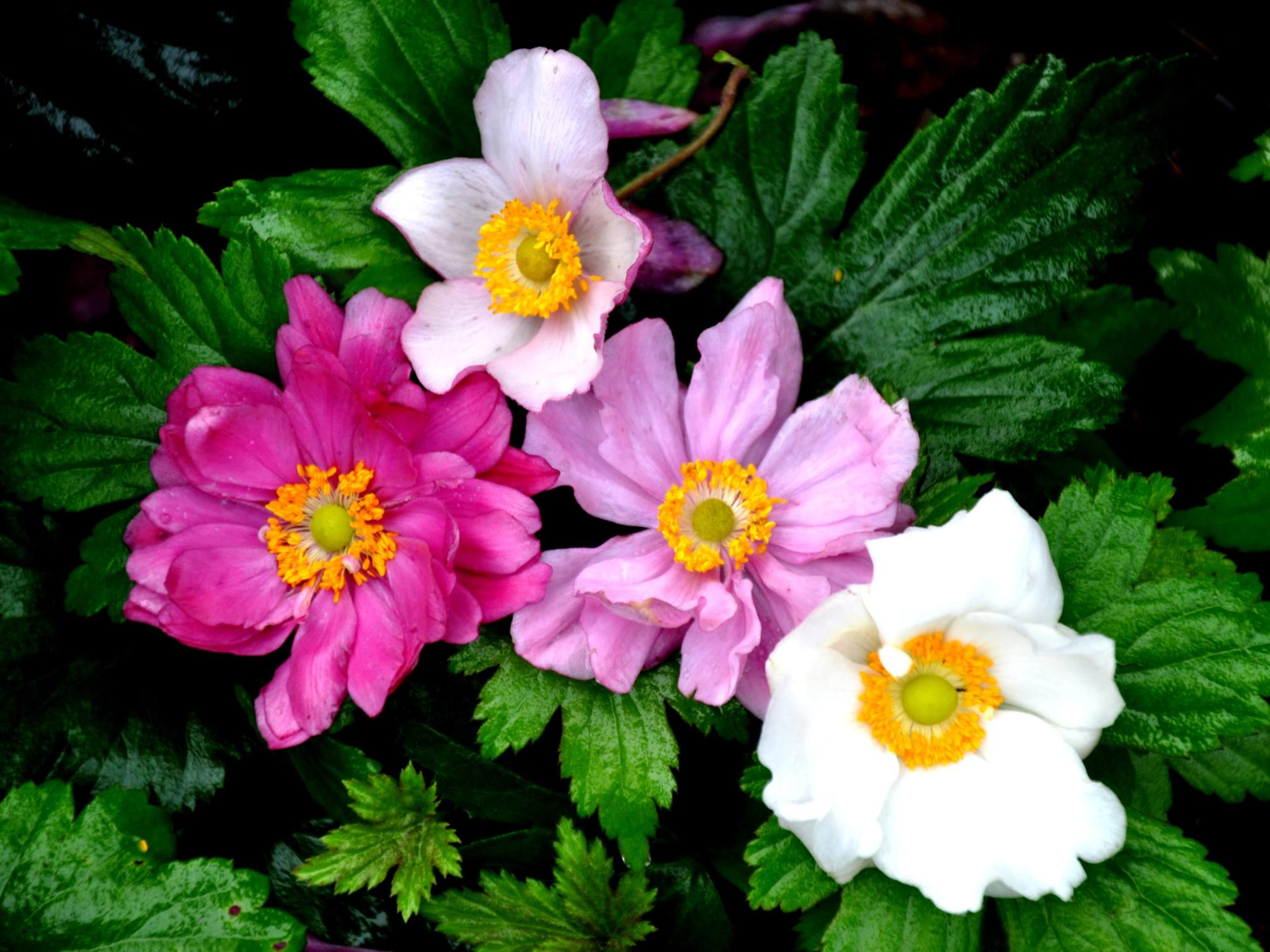 Colorful Anemone blooms.