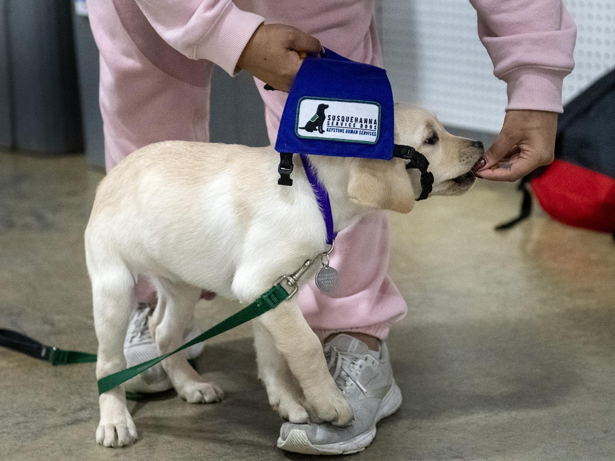 Service puppy introduced to Vest
