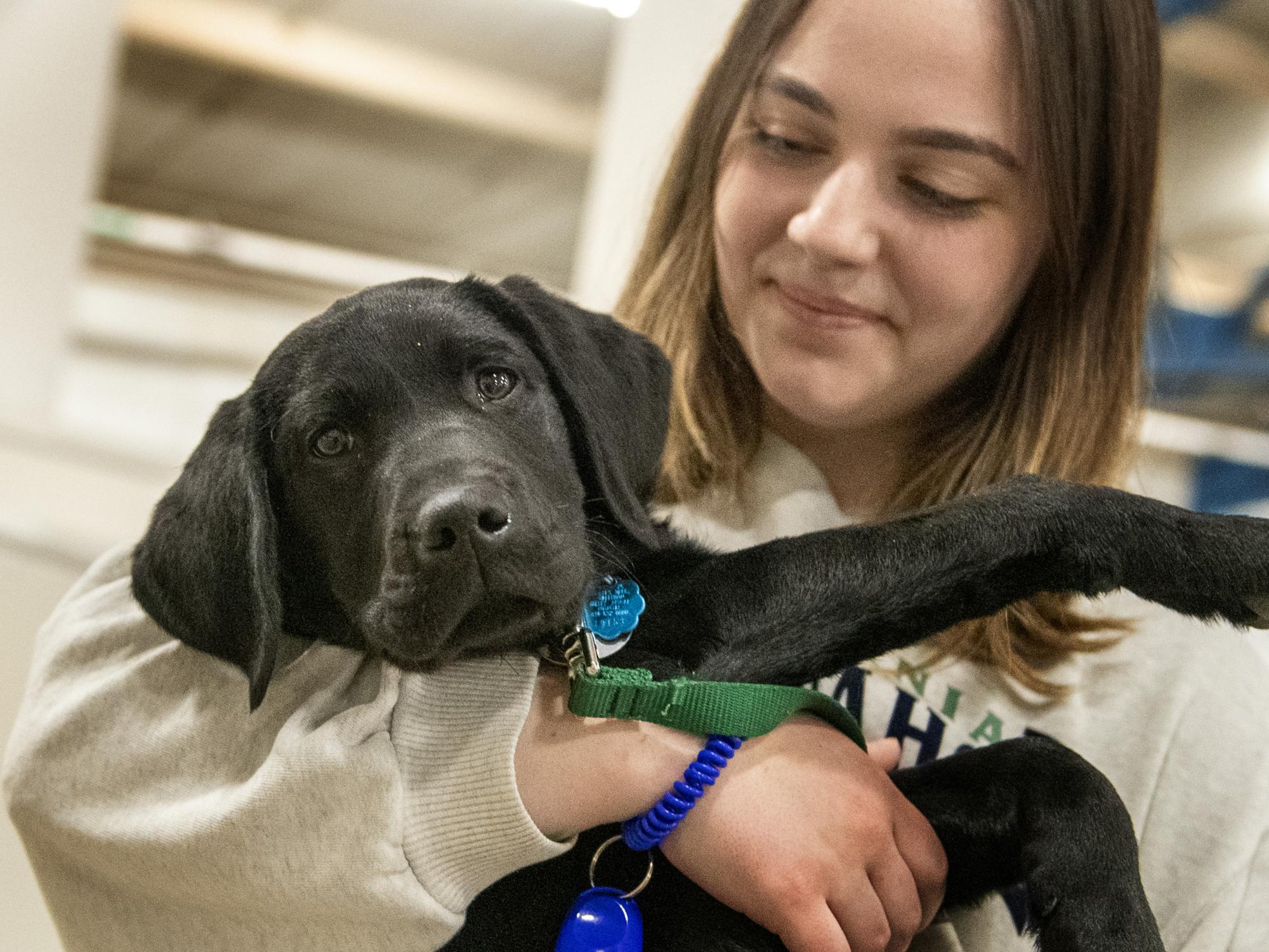 service puppy with trainer