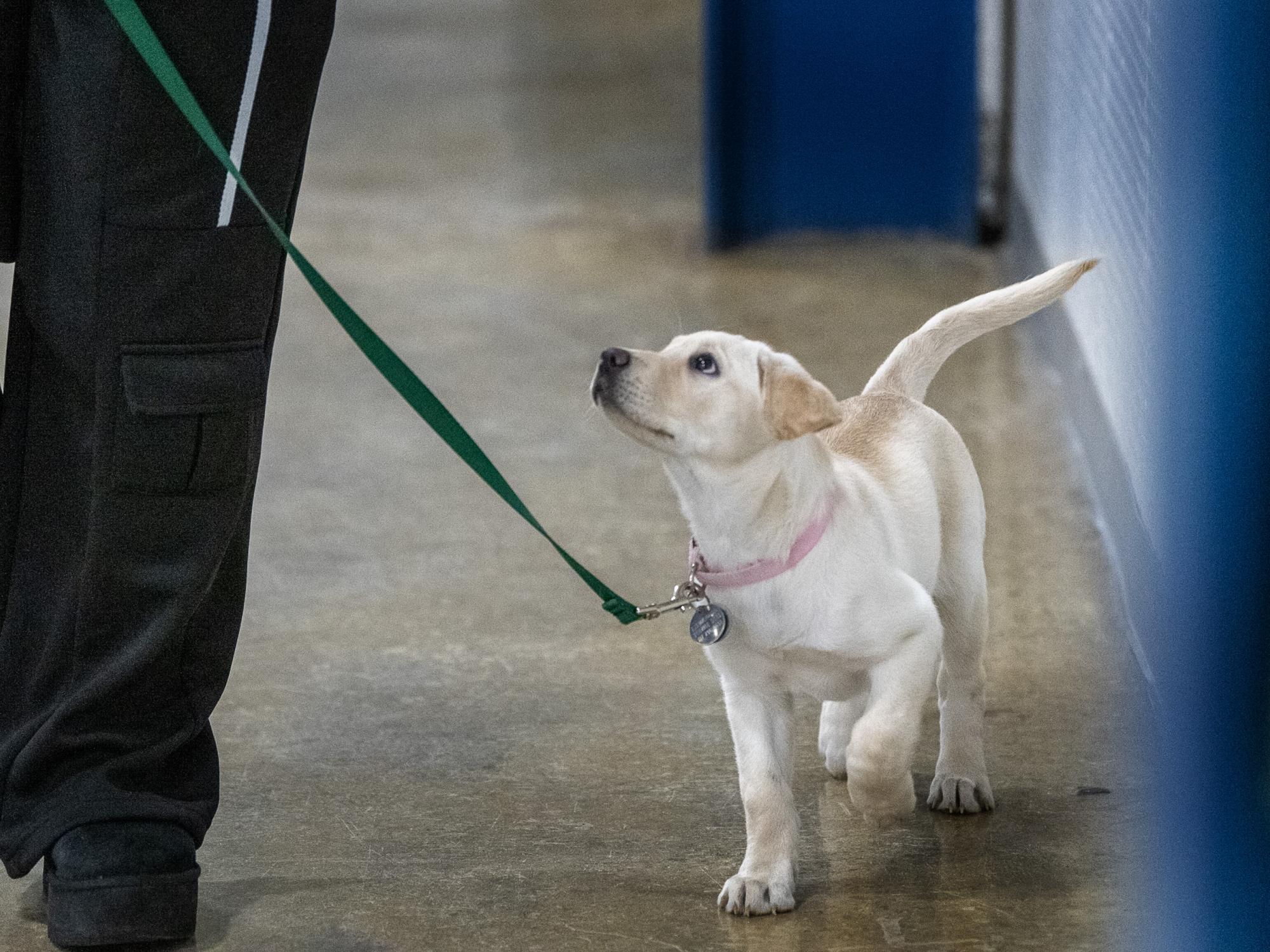 Susquehanna Service dog training