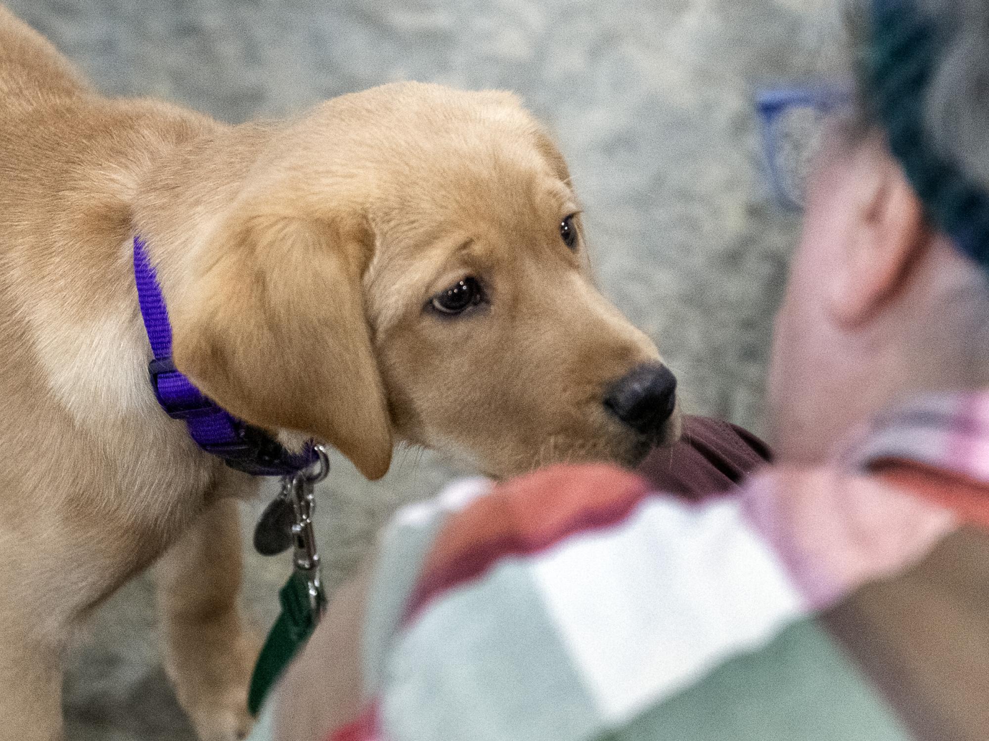 Coastie - service puppy in training
