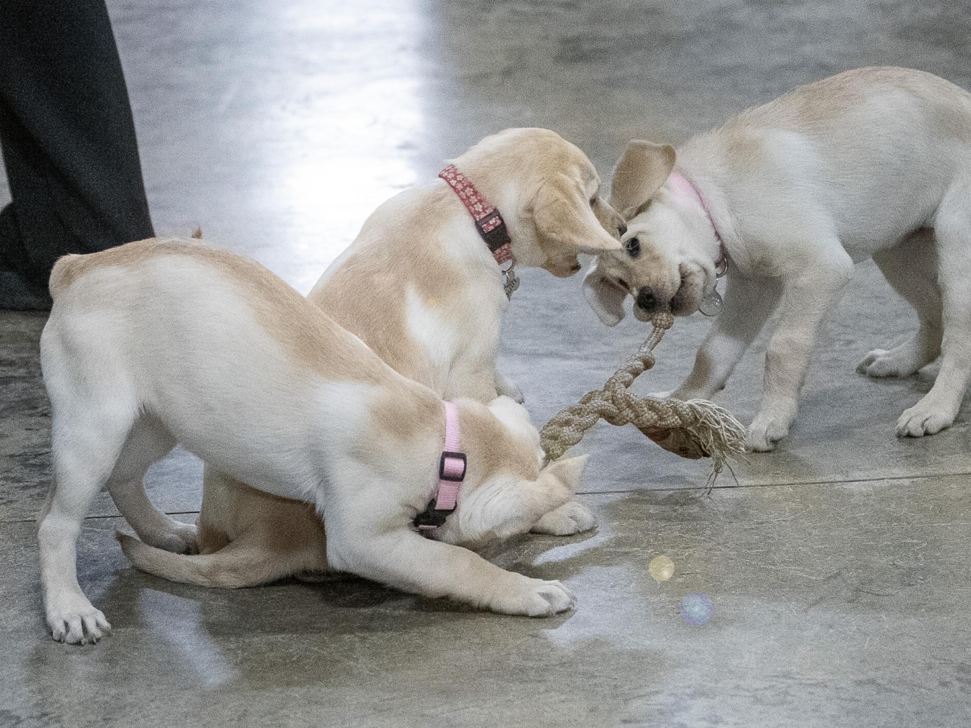 play time for service puppies