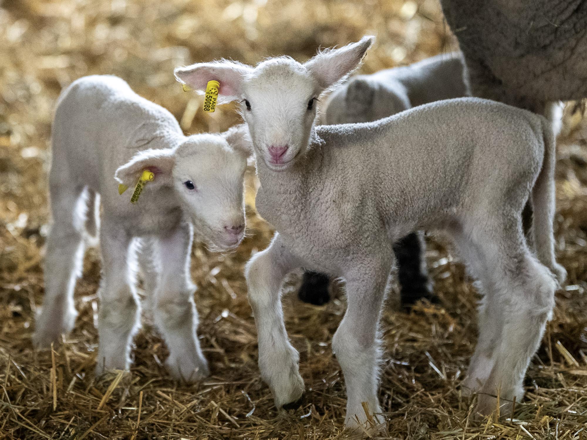 one month old lambs