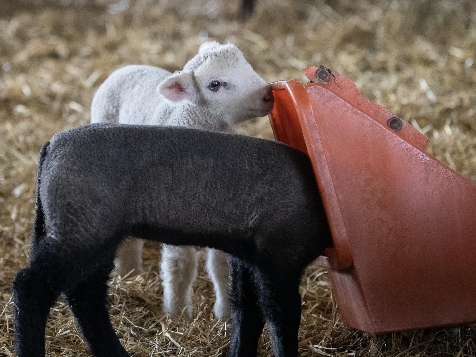 lambs eating