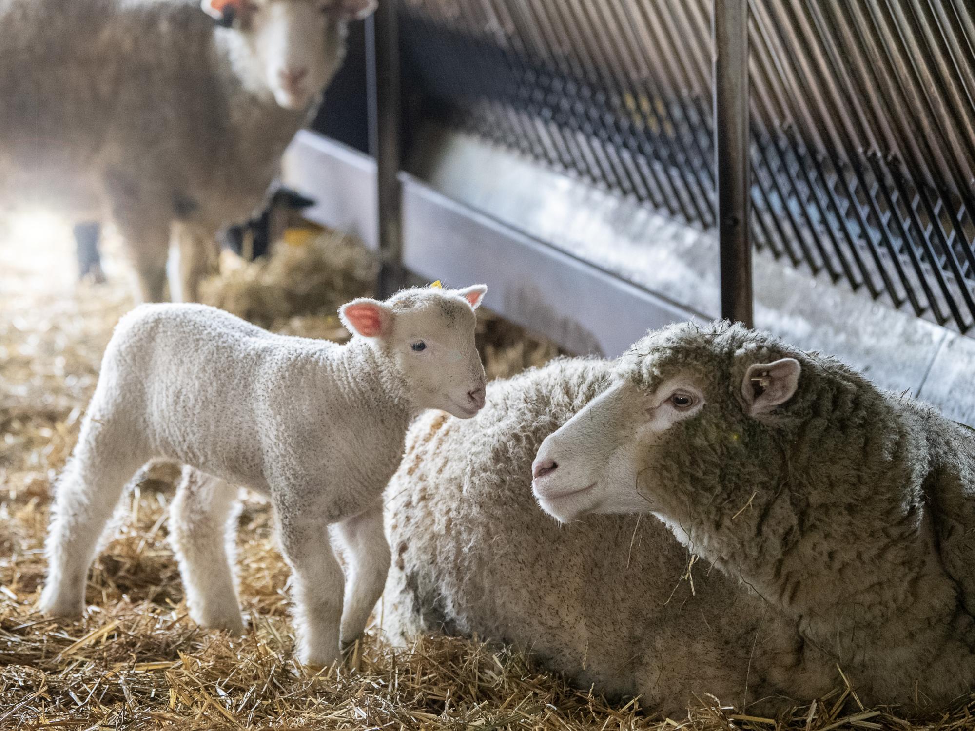 lamb with mom