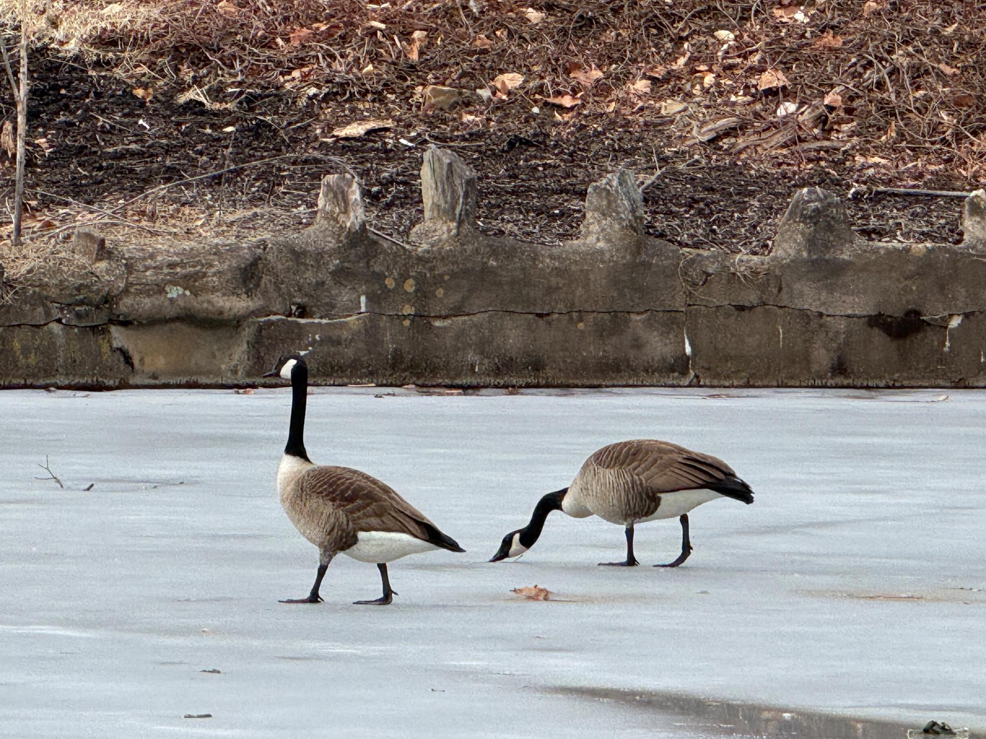 Two geese walk on a frozen pond