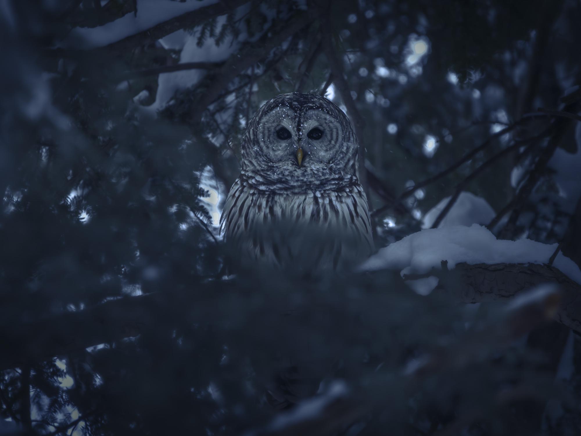 An owl sits in a snow-covered tree