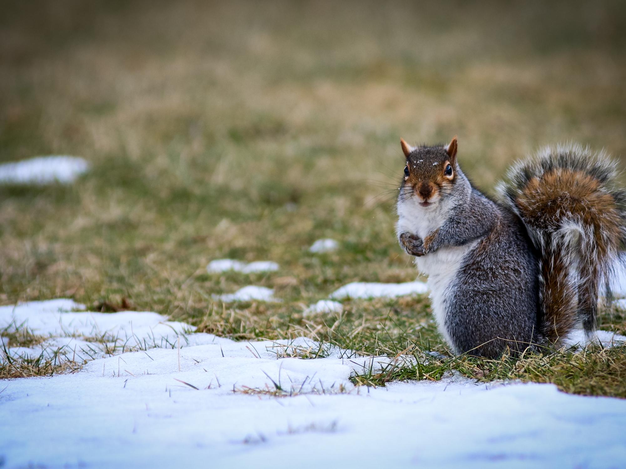 A squirrel on grass with melting snow