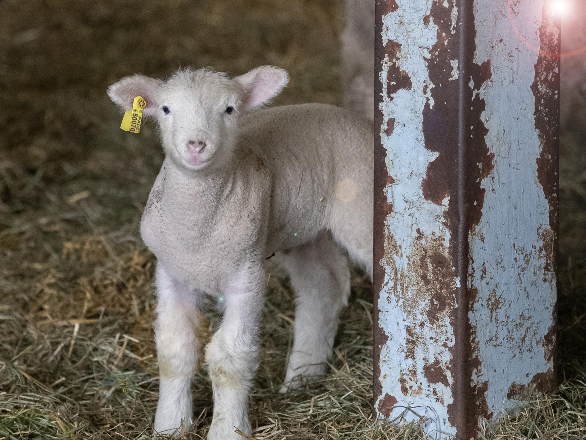 lamb at Penn State barn