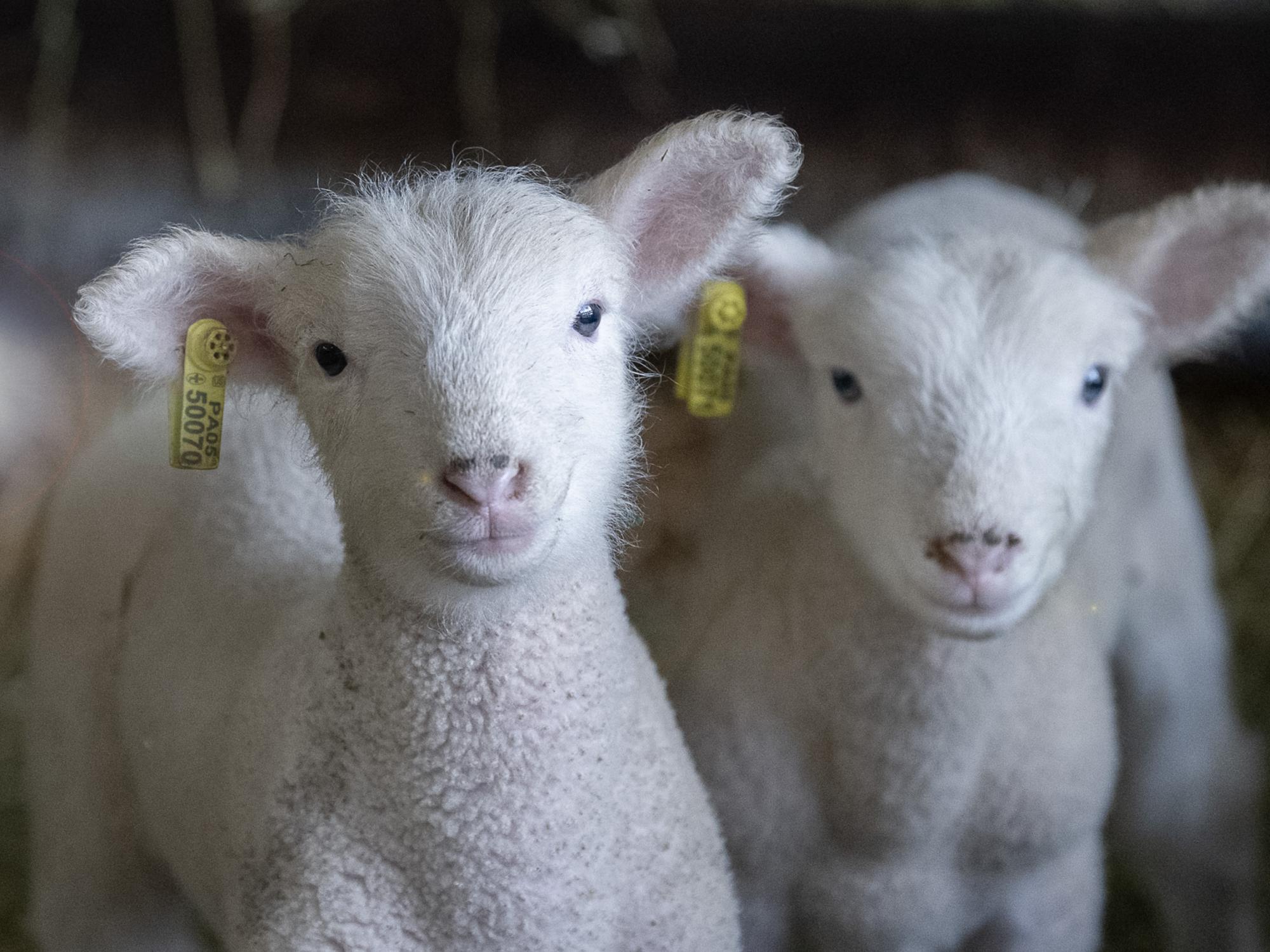 lambing season at Penn State