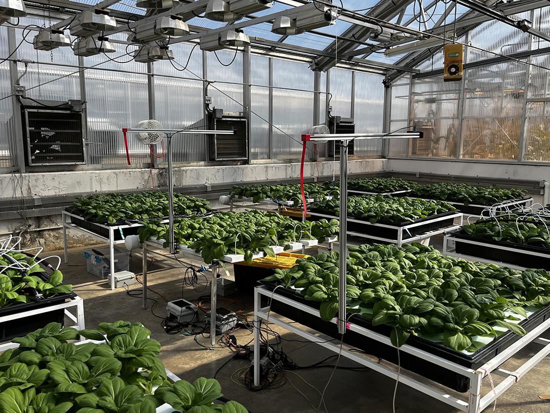 bok choy plants growing