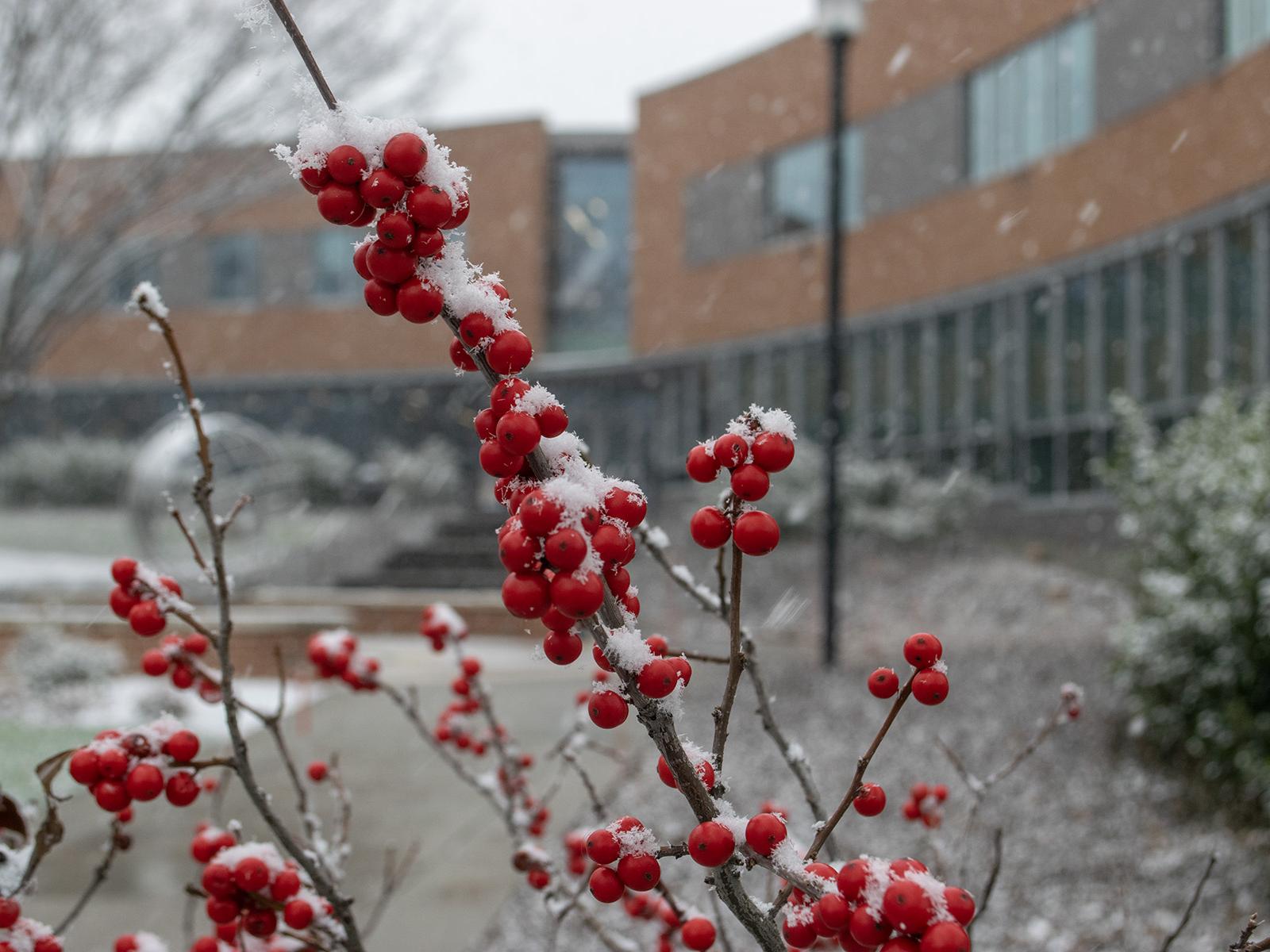 A plant with red berries in front of a snowy background
