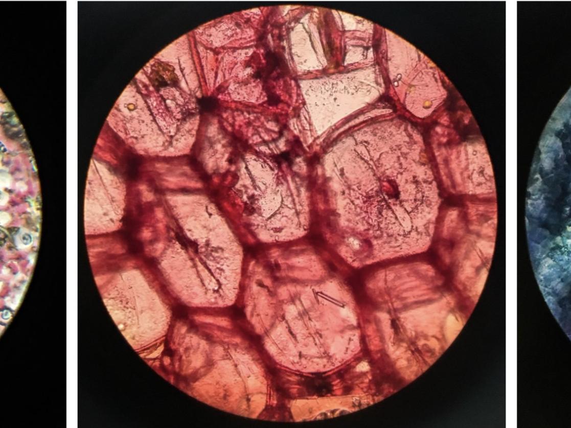 Microscopic images of stained plant cells