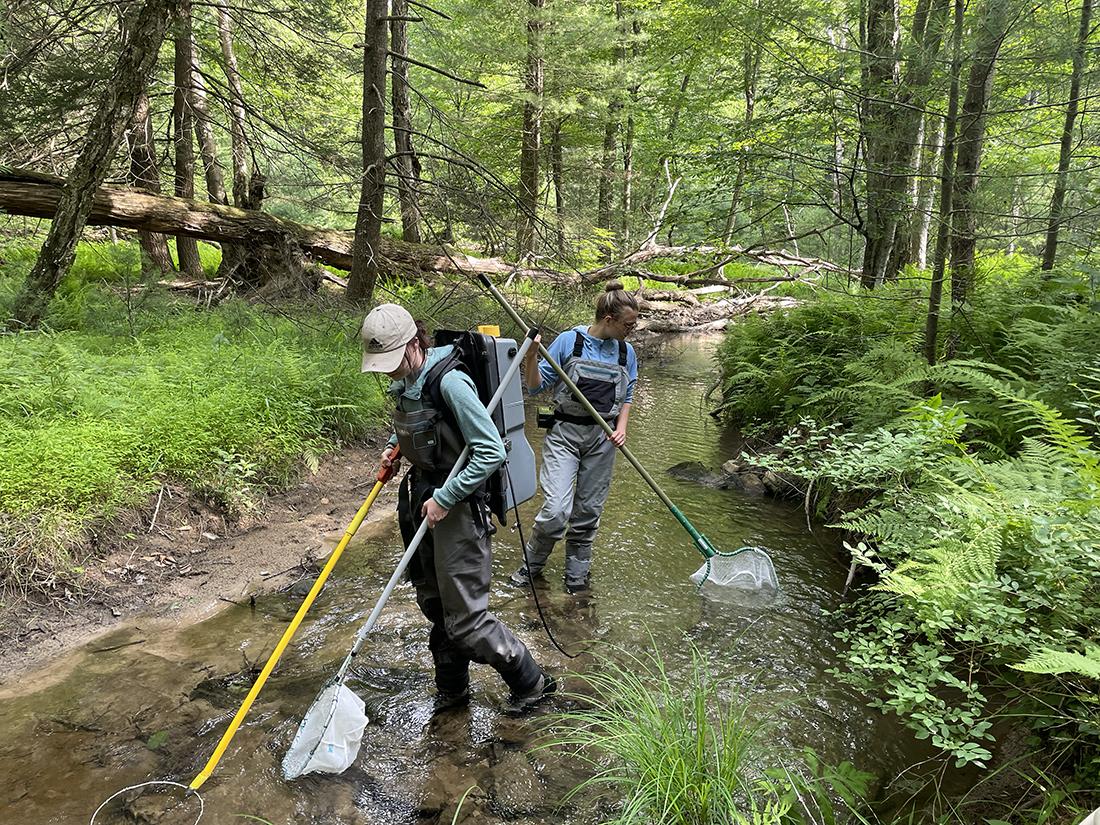 students electrofishing
