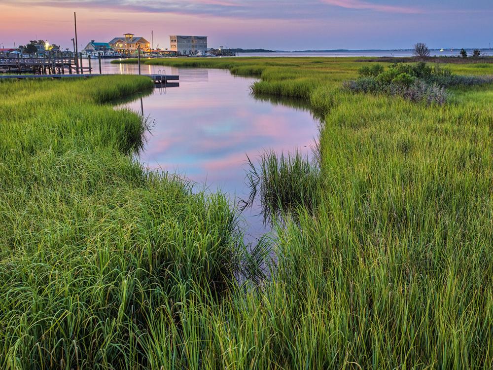 a coastal salt marsh