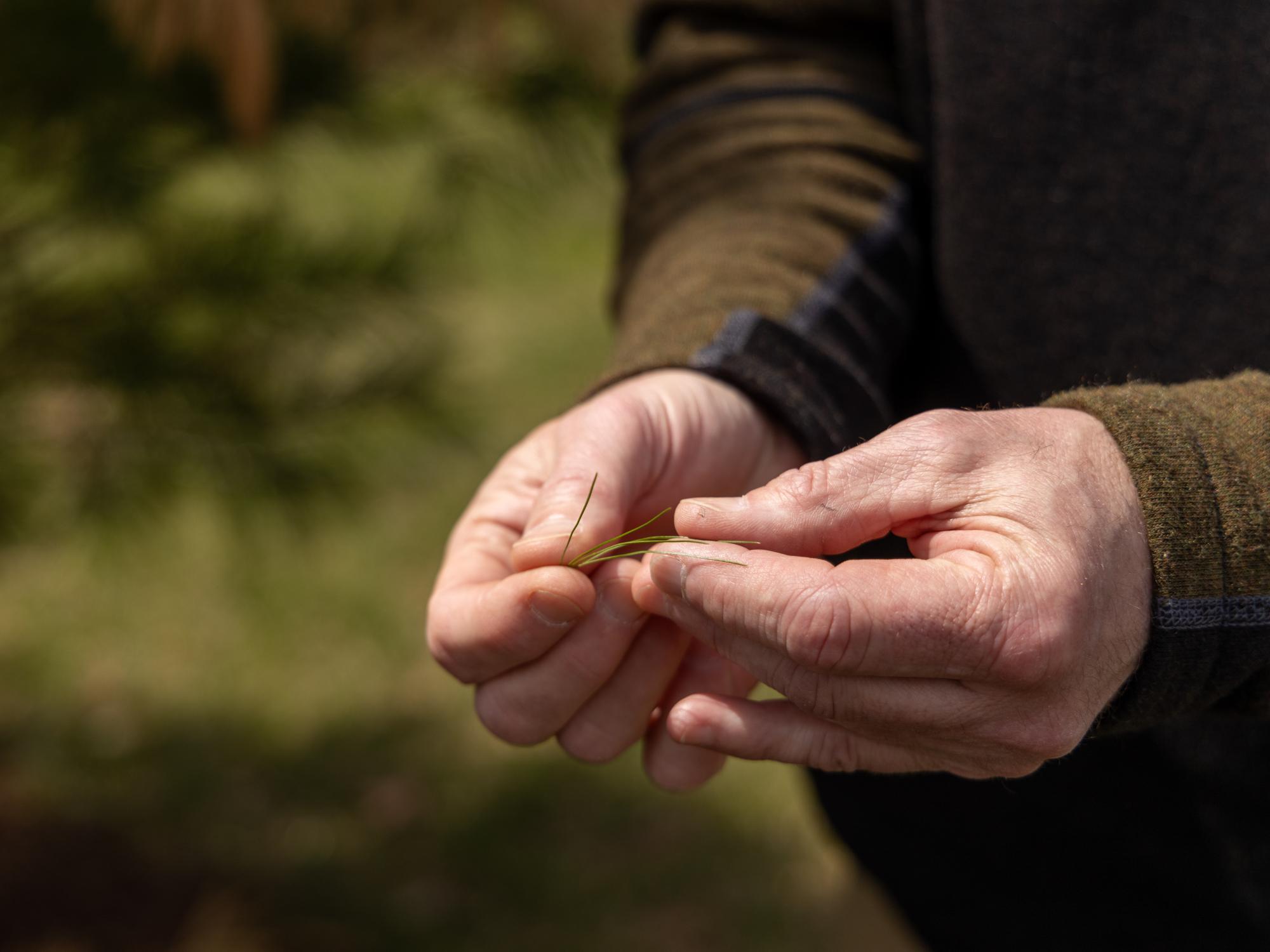 A closeup shot of Tom Flynn's hands holding pine needles. 