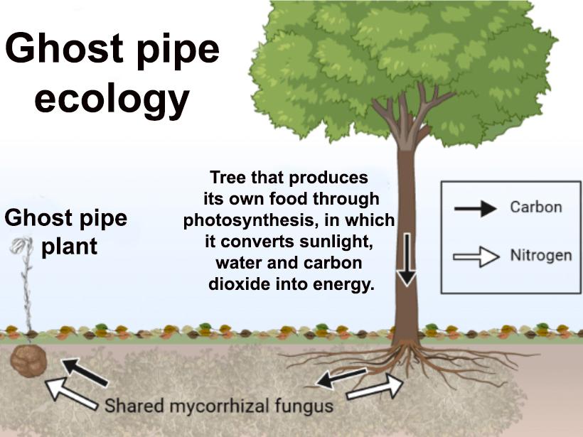 ecology of strange plant
