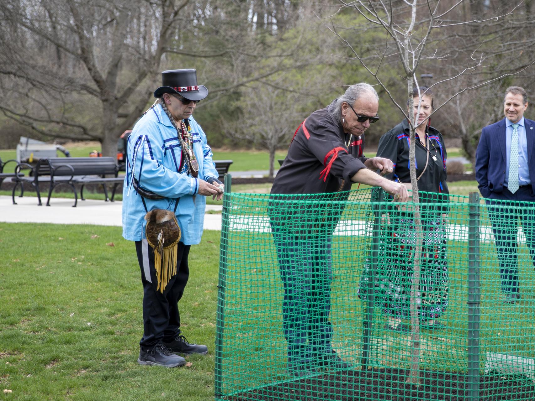 Planting of American persimmon tree 