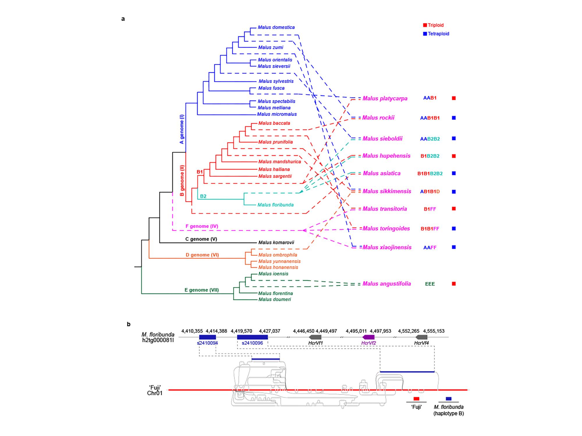 Schematic showing Malus family tree and evolution of polyploidy in genus, and schematic of pan-genome graph