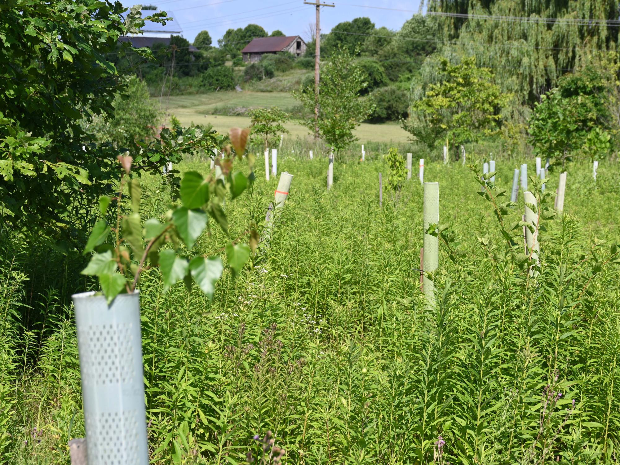 Field of native plants