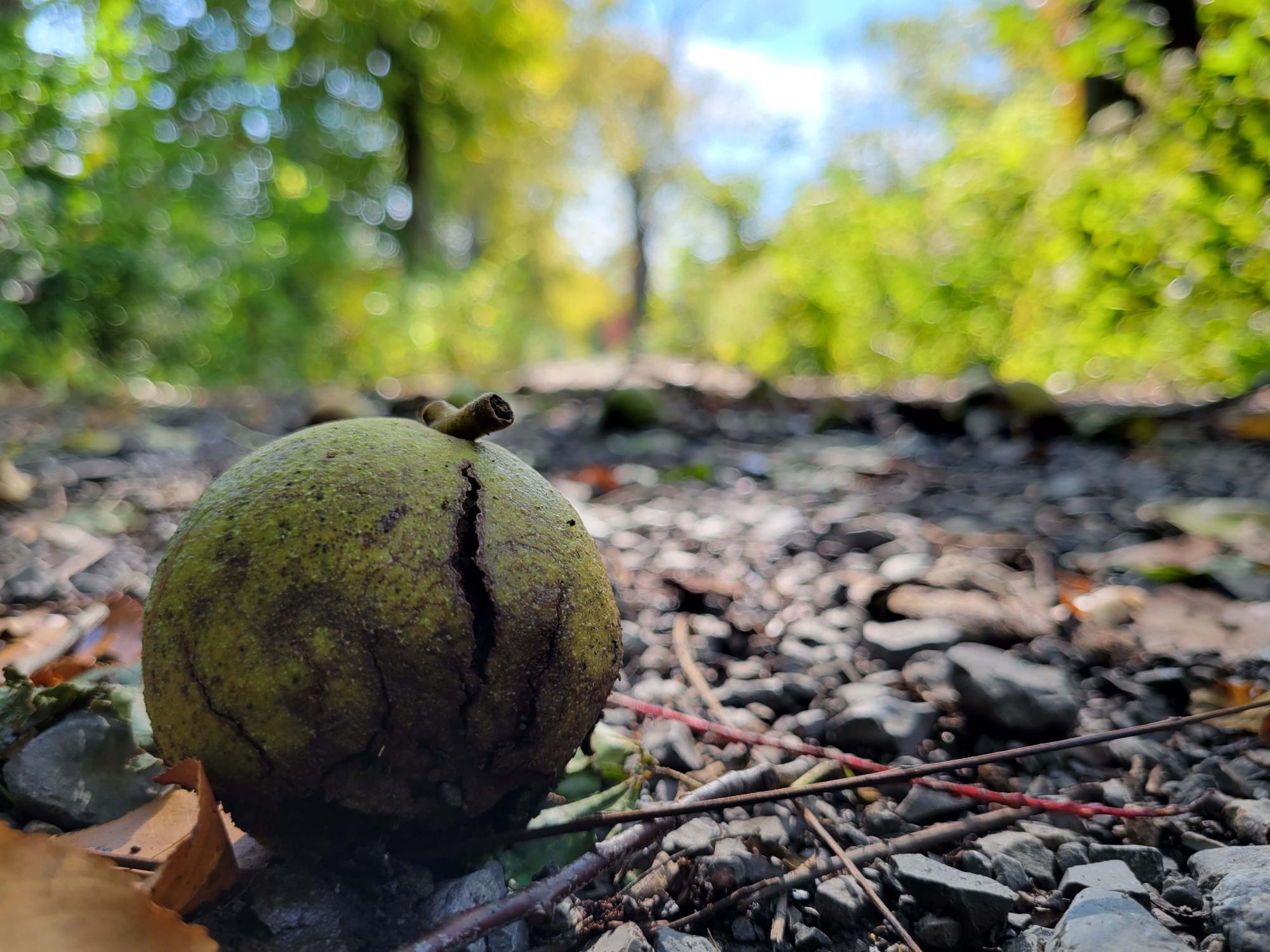 Low shot of leaves with a closeup for a walnut