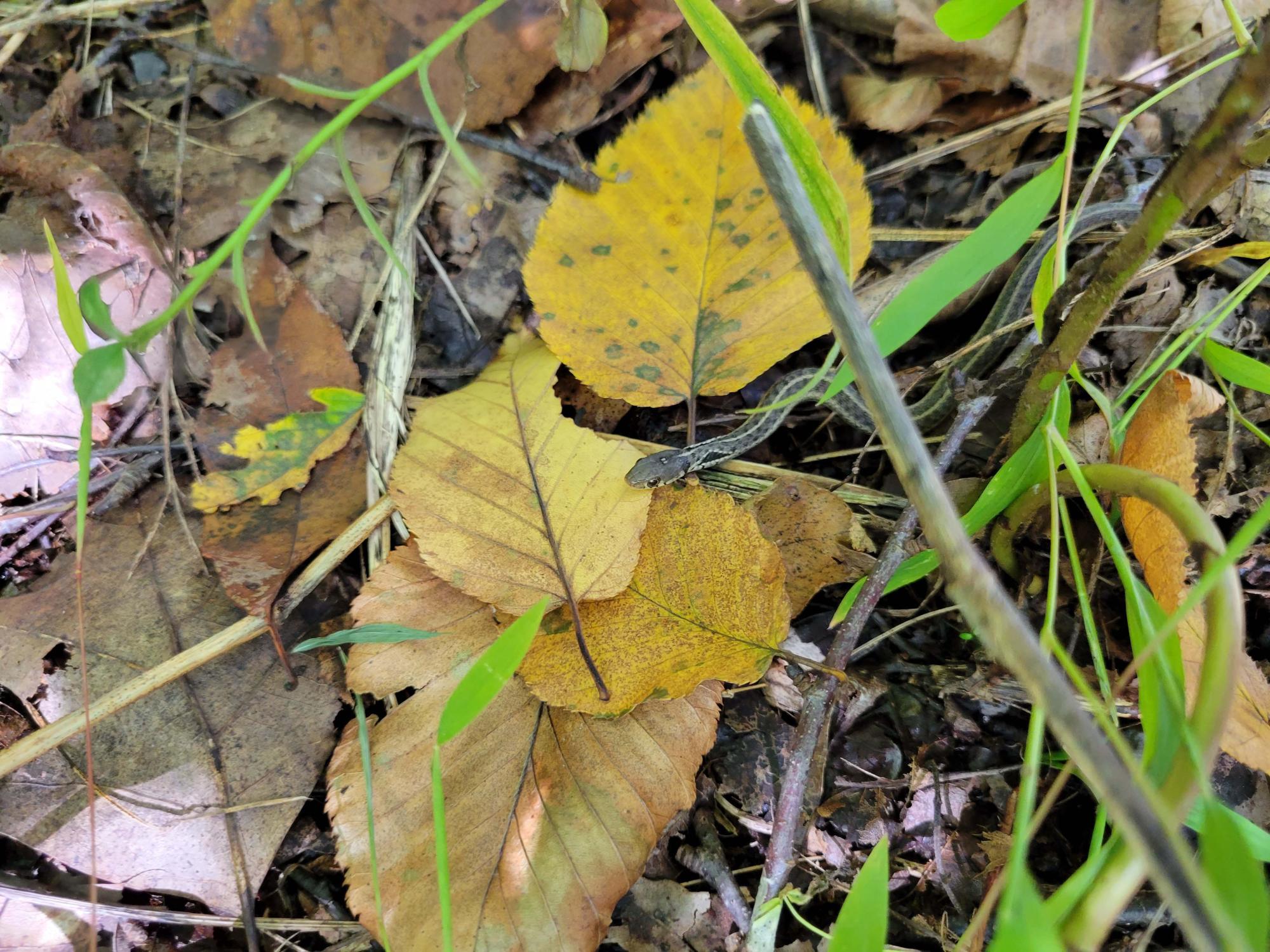Small snake on leaves