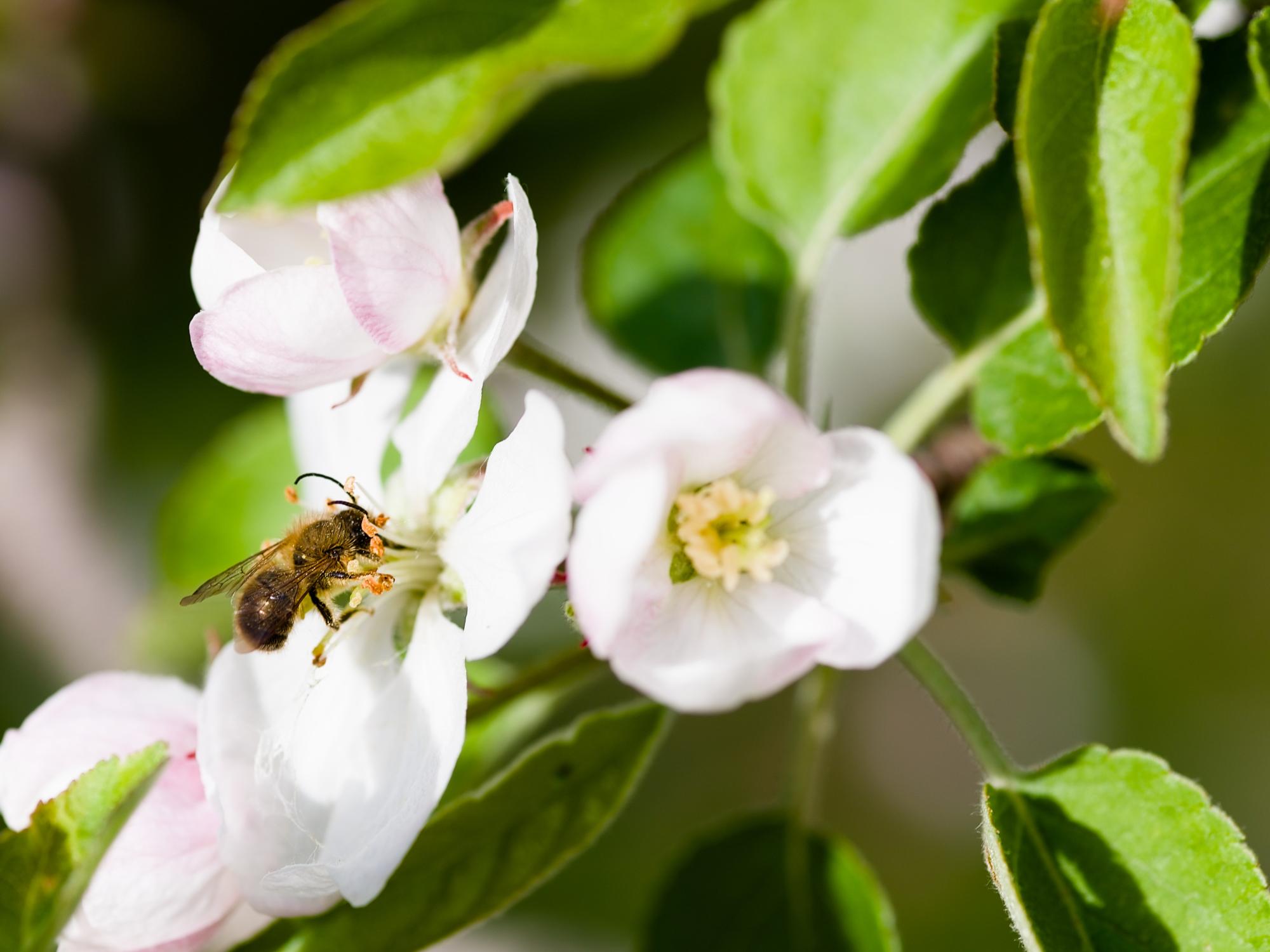 A bee on a white flower