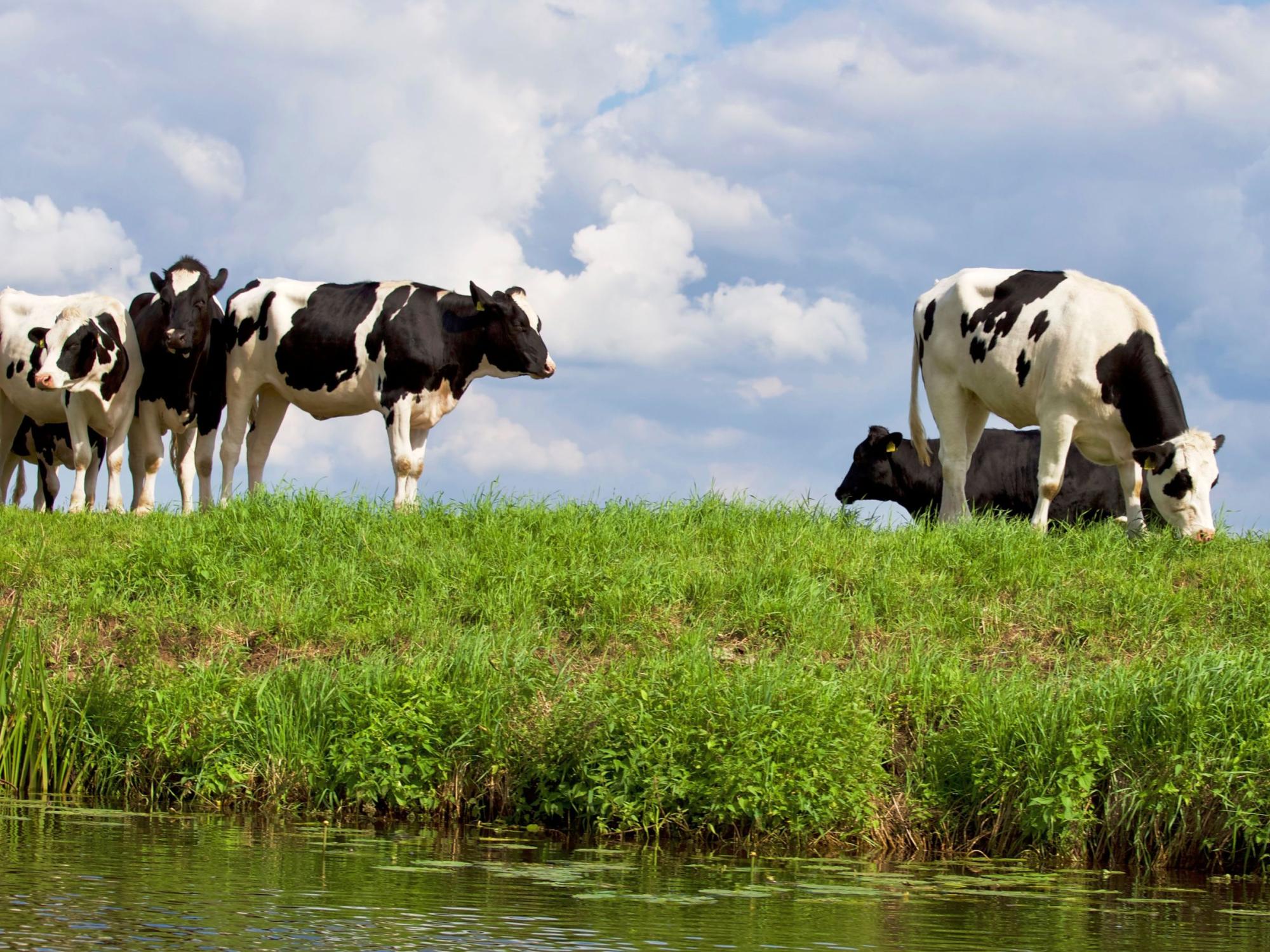 Cows next to water