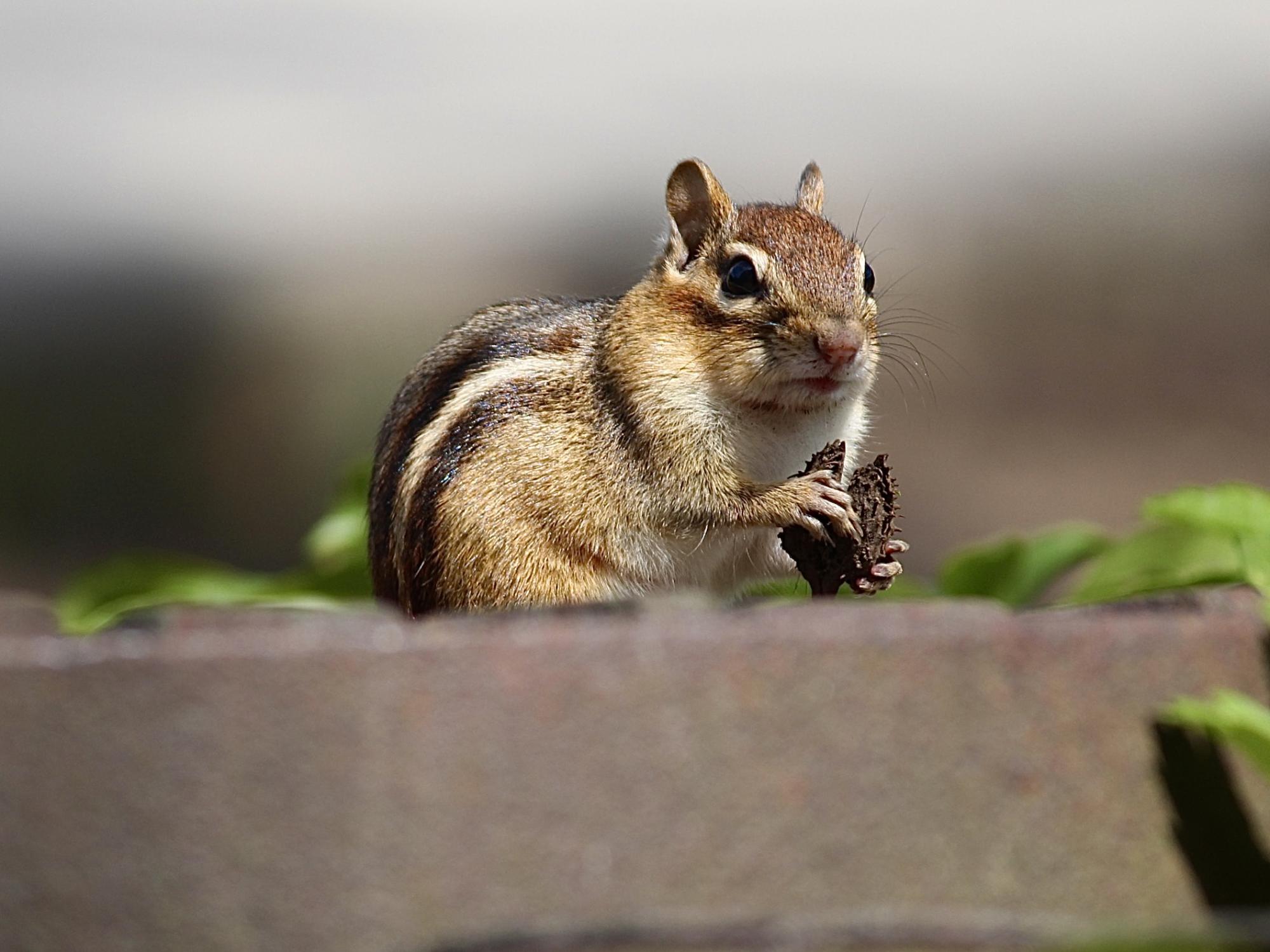 A chipmunk holding a nut