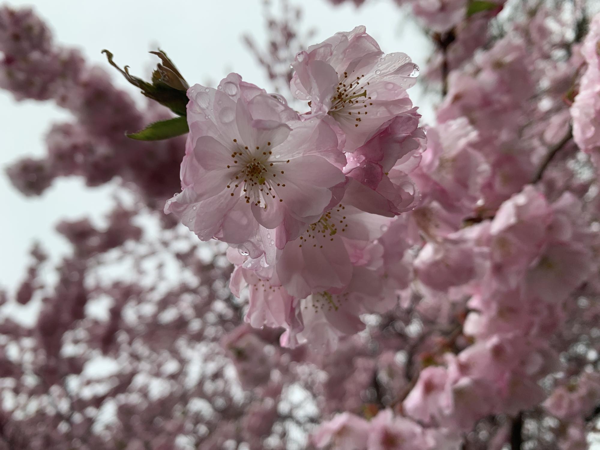 Pink flowers bloom on a tree limb