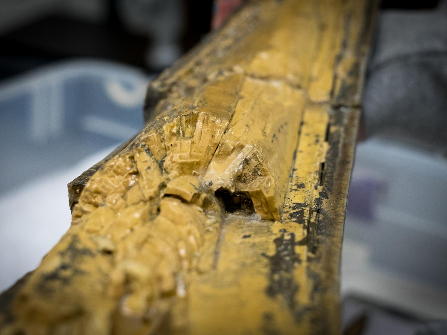 Fossilized mastodon tusk