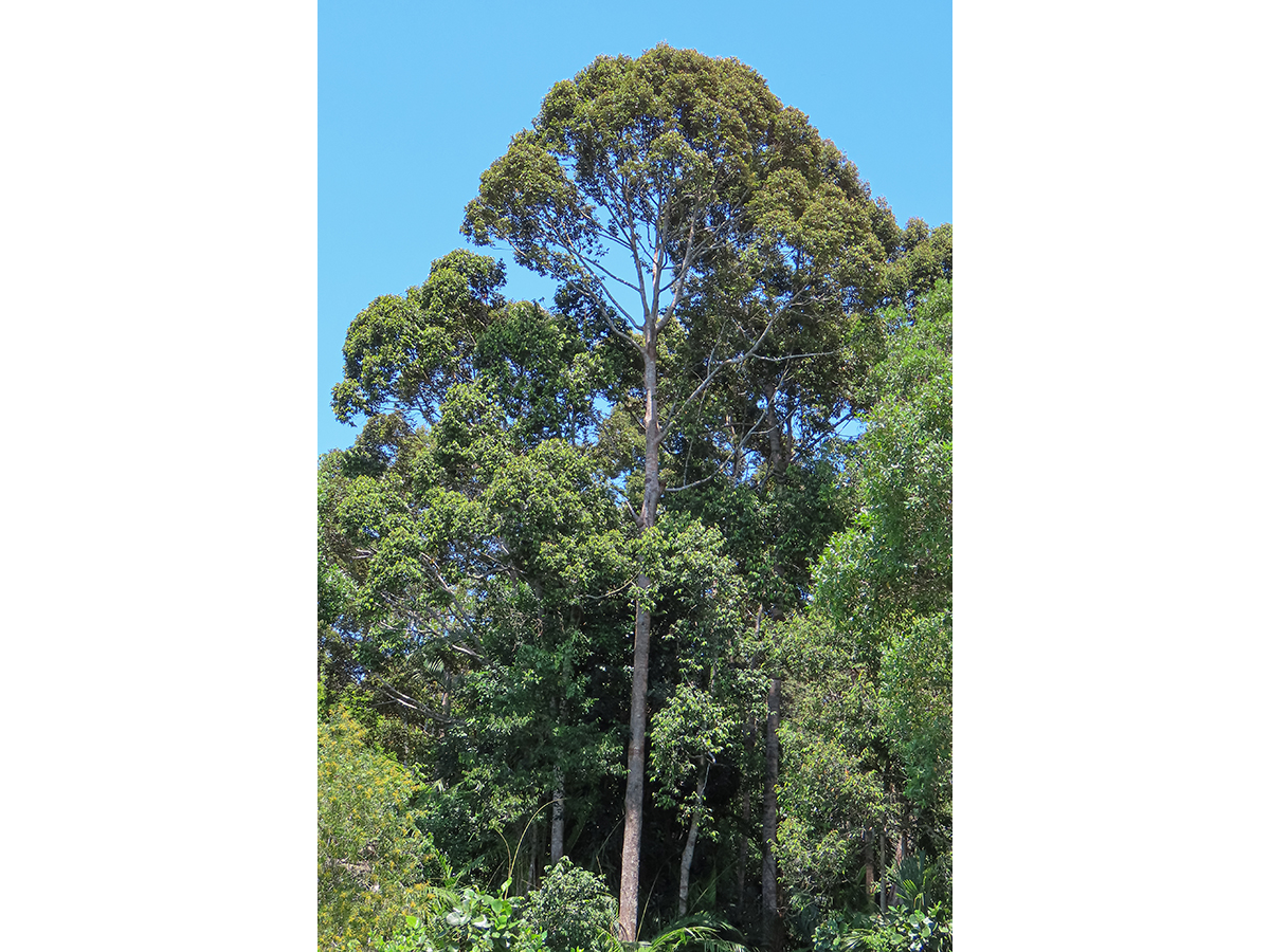 image of towering Kapur Paya tree
