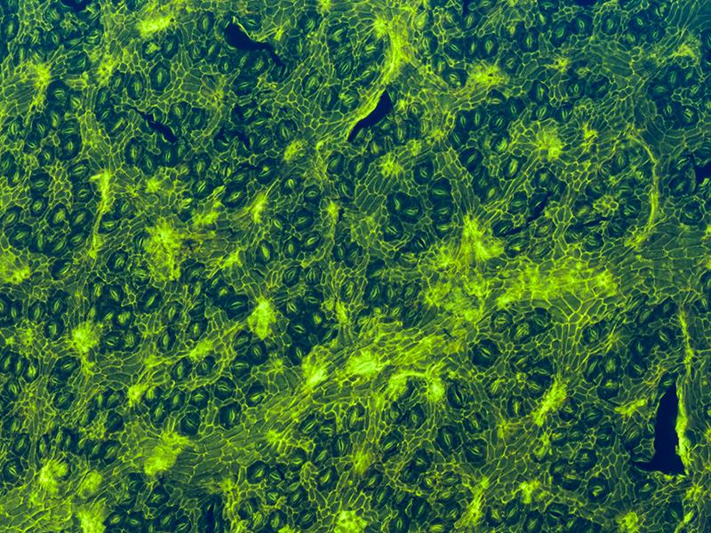 A microscope image showing the surface of a Kapur Paya fossil leaf, showing tiny pores (stomata) and the outer skin cells of the leaf, helping scientists compare it to living trees.