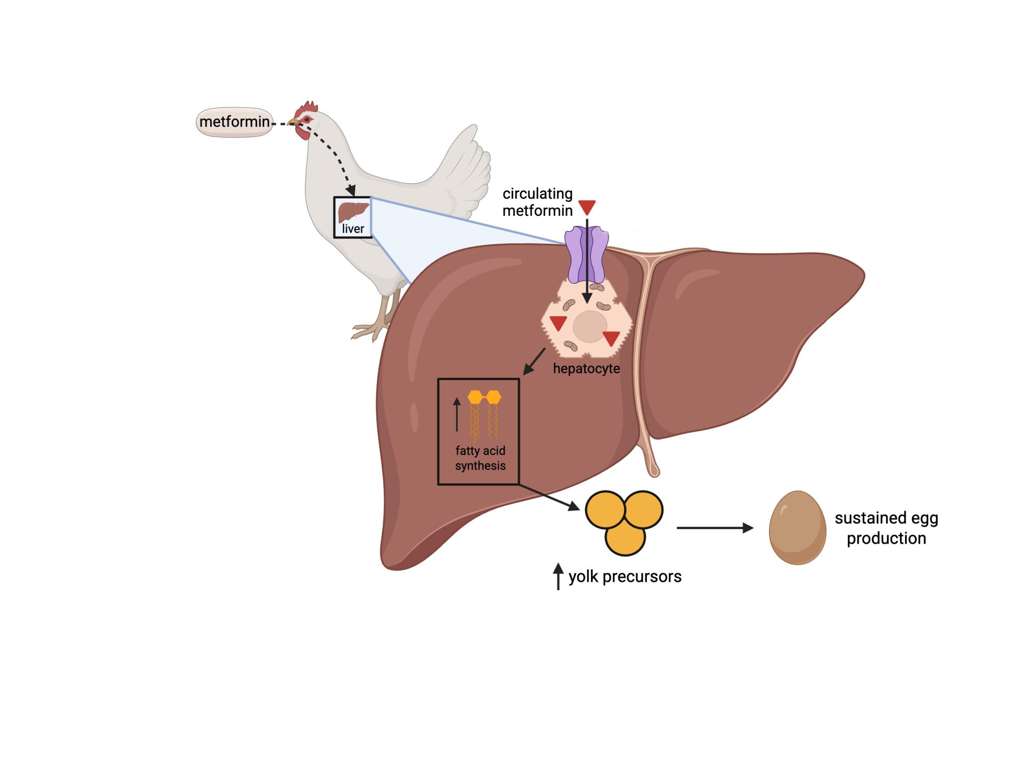 Metformin-chicken-liver art
