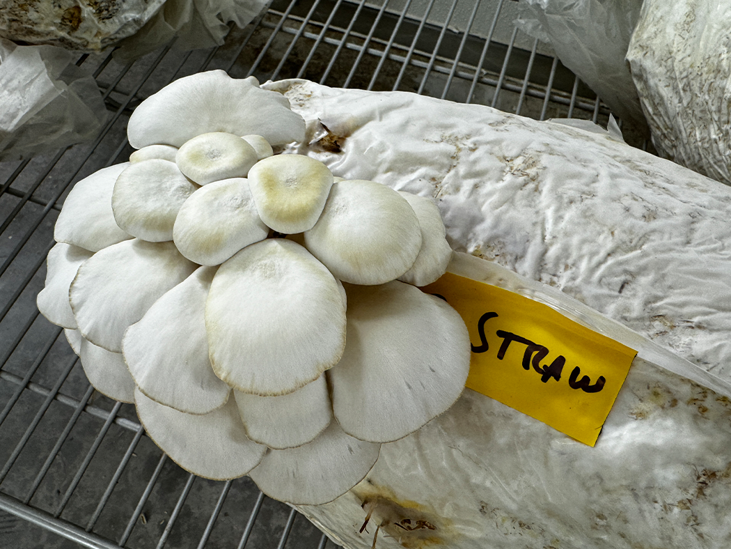 White mushrooms growing atop sustainable substrate on a rack in a lab.