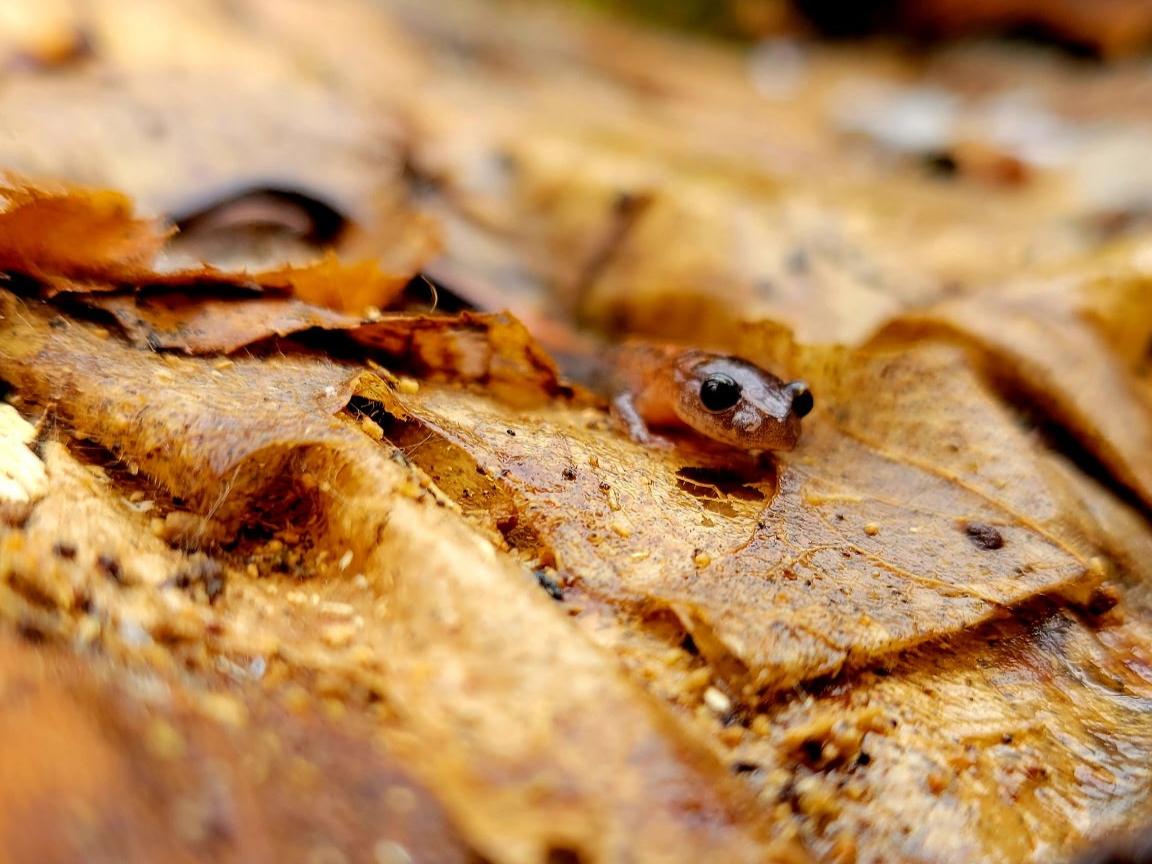 A salamander crawls through leaves